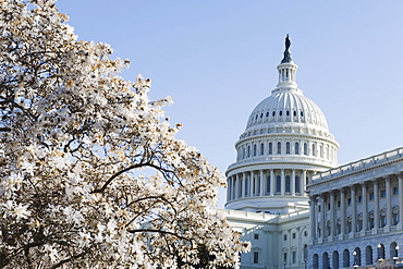 Spring cherry blossom, The Capitol Building, Capitol Hill, Washington D.C., United States of America, North America