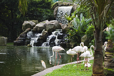 Flamingo, KL Bird Park, Kuala Lumpur, Malaysia, Southeast Asia, Asia