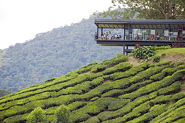 Tea shop on a tea plantation, BOH Sungai Palas Tea Estate, Cameron Highlands, Perak state, Malaysia, Southeast Asia, Asia