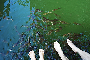 Fish therapy, Langkawi Island, Kedah State, Malaysia, Southeast Asia, Asia