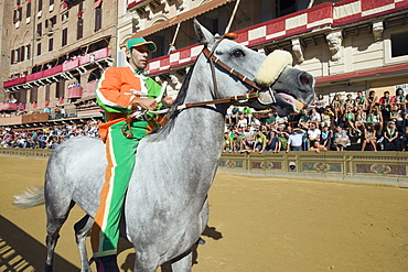 Rider at El Palio horse race festival, Piazza del Campo, Siena, Tuscany, Italy, Europe