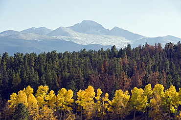 Aspen trees in autumn below Longs Peak, a mountain above 14000 feet, known as a 14er, Rocky Mountain National Park, Colorado, United States of America, North America