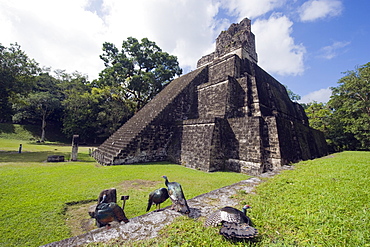 Turkeys at a pyramid in the Mayan ruins of Tikal, UNESCO World Heritage Site, Guatemala, Central America