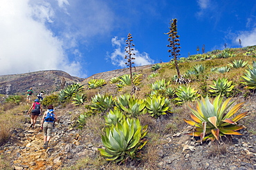 Hikers walking through cactus trail, Volcan Santa Ana, 2365m, Parque Nacional Los Volcanoes, El Salvador, Central America