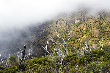 Trees in the mist on Cerro Chirripo, 3820m, highest point in Costa Rica, Chirripo National Park, Costa Rica, Central America