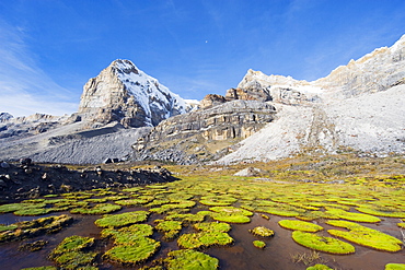 Cojines plants below cerro de Ritacuba, 5230m, El Cocuy National Park, Colombia, South America