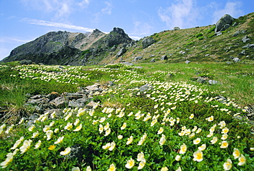 Mountain flowers, Hakusan National Park, Japan