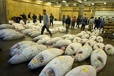 Tsukiji Fish Market, Tsukiji, Tokyo, Honshu, Japan, Asia