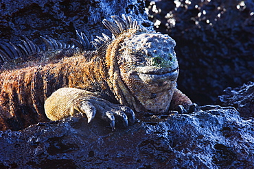 Marine Iguana (Amblyrhynchus cristatus), Turtle Bay, Isla Santa Cruz, Galapagos Islands, UNESCO World Heritage Site, Ecuador, South America