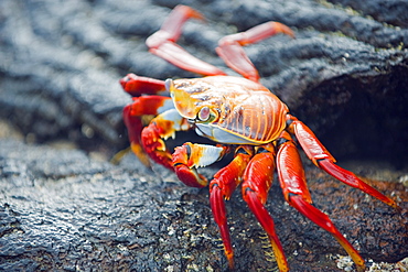 Sally Lightfoot crab (Grapsus Grapsus), Sullivan Bay, Isla Santiago, Galapagos Islands, UNESCO World Heritage Site, Ecuador, South America