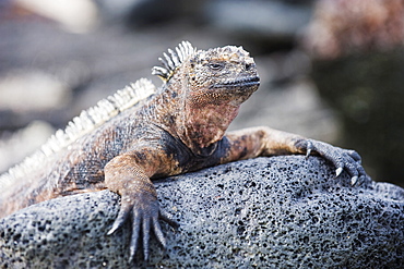 Marine Iguanas (Amblyrhynchus cristatus), Isla Santa Cruz, Galapagos Islands, UNESCO World Heritage Site, Ecuador, South America