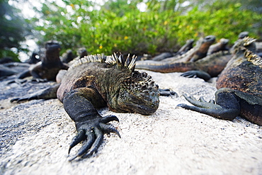 Marine iguanas (Amblyrhynchus cristatus), Isla Isabela, Galapagos Islands, UNESCO World Heritage Site, Ecuador, South America