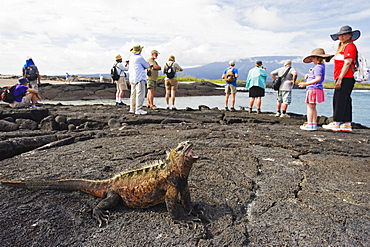 Tourists looking at marine iguanas (Amblyrhynchus cristatus), Isla Isabela, Galapagos Islands, UNESCO World Heritage Site, Ecuador, South America