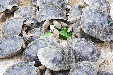 Geochelone elephantopus vandenburghi, Giant Tortoise Breeding Centre, Puerto Villamil, Isla Isabela, Galapagos Islands, UNESCO World Heritage Site, Ecuador, South America