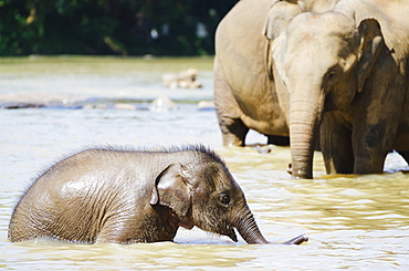 Pinnewala Elephant Orphanage near Kegalle, Hill Country, Sri Lanka, Asia