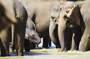 Pinnewala Elephant Orphanage near Kegalle, Hill Country, Sri Lanka, Asia