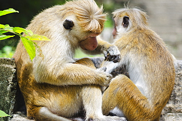 Tote macaque monkeys grooming at Dambulla, North Central Province, Sri Lanka, Asia