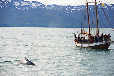 Whale watching tour, Husavik, Northern Region, Iceland, Polar Regions