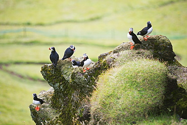 Puffin (Fratercula arctica), Heimaey Island, Vestmannaeyjar, volcanic Westman Islands, Iceland, Polar Regions