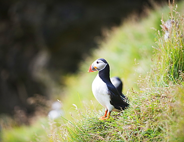 Puffin (Fratercula arctica), Heimaey Island, Vestmannaeyjar, volcanic Westman Islands, Iceland, Polar Regions