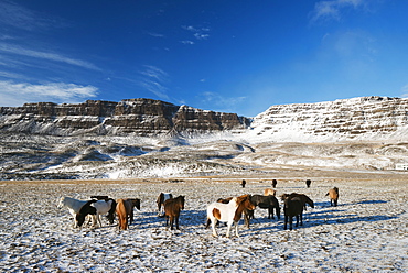 Icelandic horses, Iceland, Polar Regions