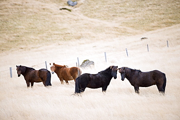 Icelandic horses, Iceland, Polar Regions