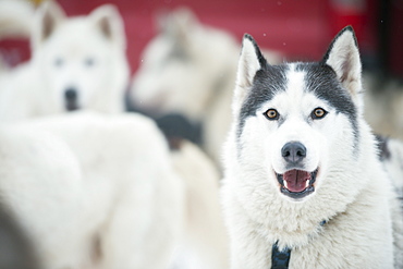 Huskies at an international dog sled race, La Grande Odyssee Savoie Mont Blanc, Haute-Savoie, France, Europe