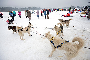 Huskies at an international dog sled race, La Grande Odyssee Savoie Mont Blanc, Haute Savoie, France, Europe