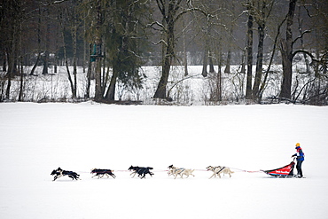 Husky dogs and musher, international dog sled race, La Grande Odyssee Savoie Mont Blanc, Haute-Savoie, France, Europe