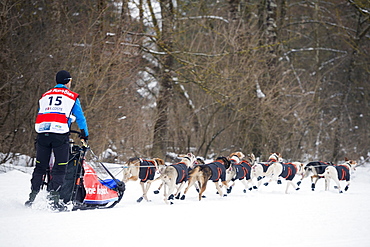 Husky dogs and musher, international dog sled race, La Grande Odyssee Savoie Mont Blanc, Haute-Savoie, France, Europe