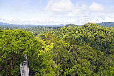 Canopy walk, Ula Temburong National Park, Brunei, Borneo, Southeast Asia, Asia