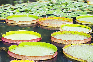 Lily pads, Botanic Gardens, Singapore, Southeast Asia, Asia