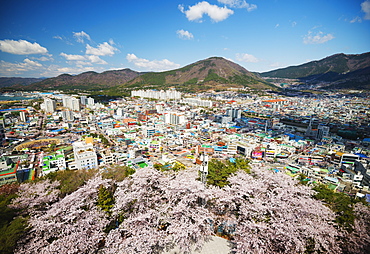 Spring cherry blossom festival, Jinhei, South Korea, Asia