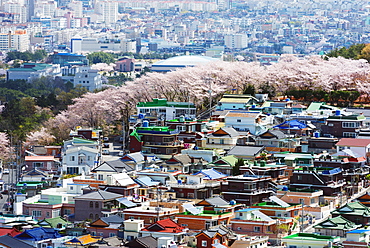 Spring cherry blossom festival, Jinhei, South Korea, Asia