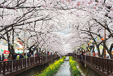 Spring cherry blossom festival, Jinhei, South Korea, Asia