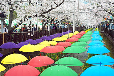 Spring cherry blossom festival, Jinhei, South Korea, Asia