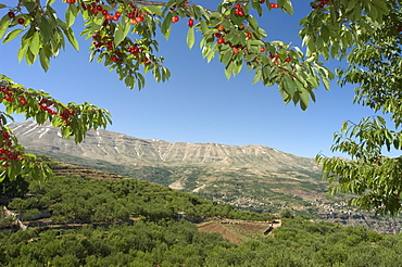 Cherry tree, Bcharre, Qadisha Valley, UNESCO World Heritage Site, North Lebanon, Middle East