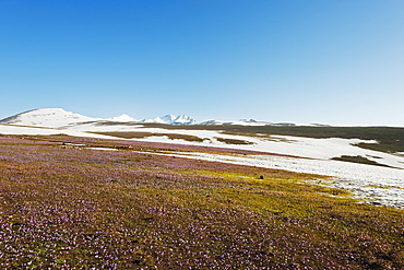 Scenery on the slopes of Mount Aragats, 4090m, highest mountain in Armenia, Aragatsotn Province, Armenia, Caucasus, Central Asia, Asia