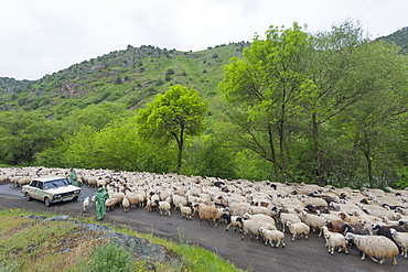 Flock of sheep on the road, Syunik province, Armenia, Caucasus, Central Asia, Asia