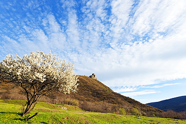 Jvari Church (Holy Cross Church),and spring blossom, Mtskheta, historical capital, UNESCO World Heritage Site, Georgia, Caucasus, Central Asia, Asia