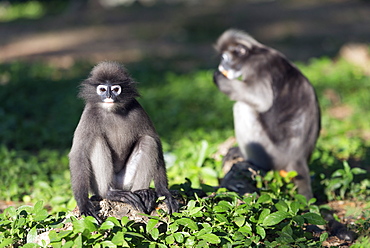 Dusky langur monkey (Trachypithecus obscurus), Prachuap Kiri Khan, Thailand, Southeast Asia, Asia