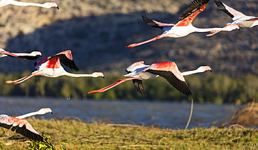 Greater flamingo (Phoenicopterus roseus), St. Augustine, southern area, Madagascar, Africa