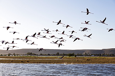 Greater flamingo (Phoenicopterus roseus), St. Augustine, southern area, Madagascar, Africa