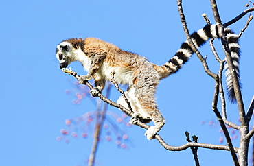 Ring tailed lemurs (Lemur catta), Anja Reserve, Ambalavao, central area, Madagascar, Africa