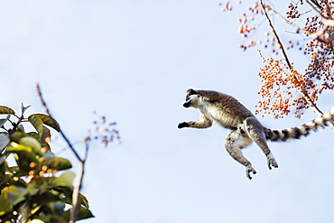 Ring tailed lemurs (Lemur catta) jumping in the trees, Anja Reserve, Ambalavao, central area, Madagascar, Africa