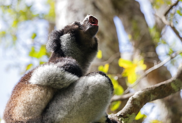 Howling Indri lemur (Indri indri), Analamazaotra Special Reserve, Andasibe, central area, Madagascar, Africa