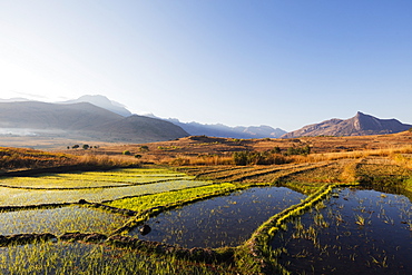 Rice cultivation, Tsaranoro Valley, Ambalavao, central area, Madagascar, Africa