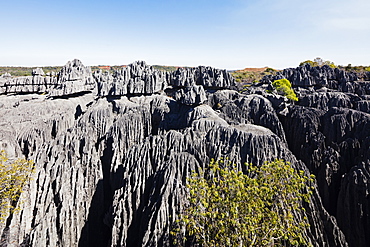 Grand Tsingy, Tsingy du Bemaraha National Park, UNESCO World Heritage Site, western area, Madagascar, Africa