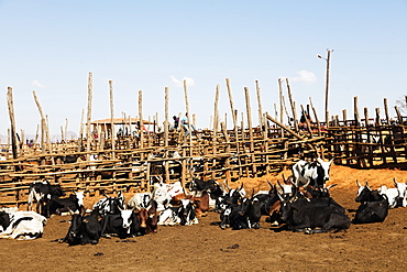 Zebu cattle market, Ambalavao, central area, Madagascar, Africa