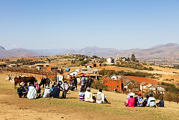 Zebu cattle market, Ambalavao, central area, Madagascar, Africa